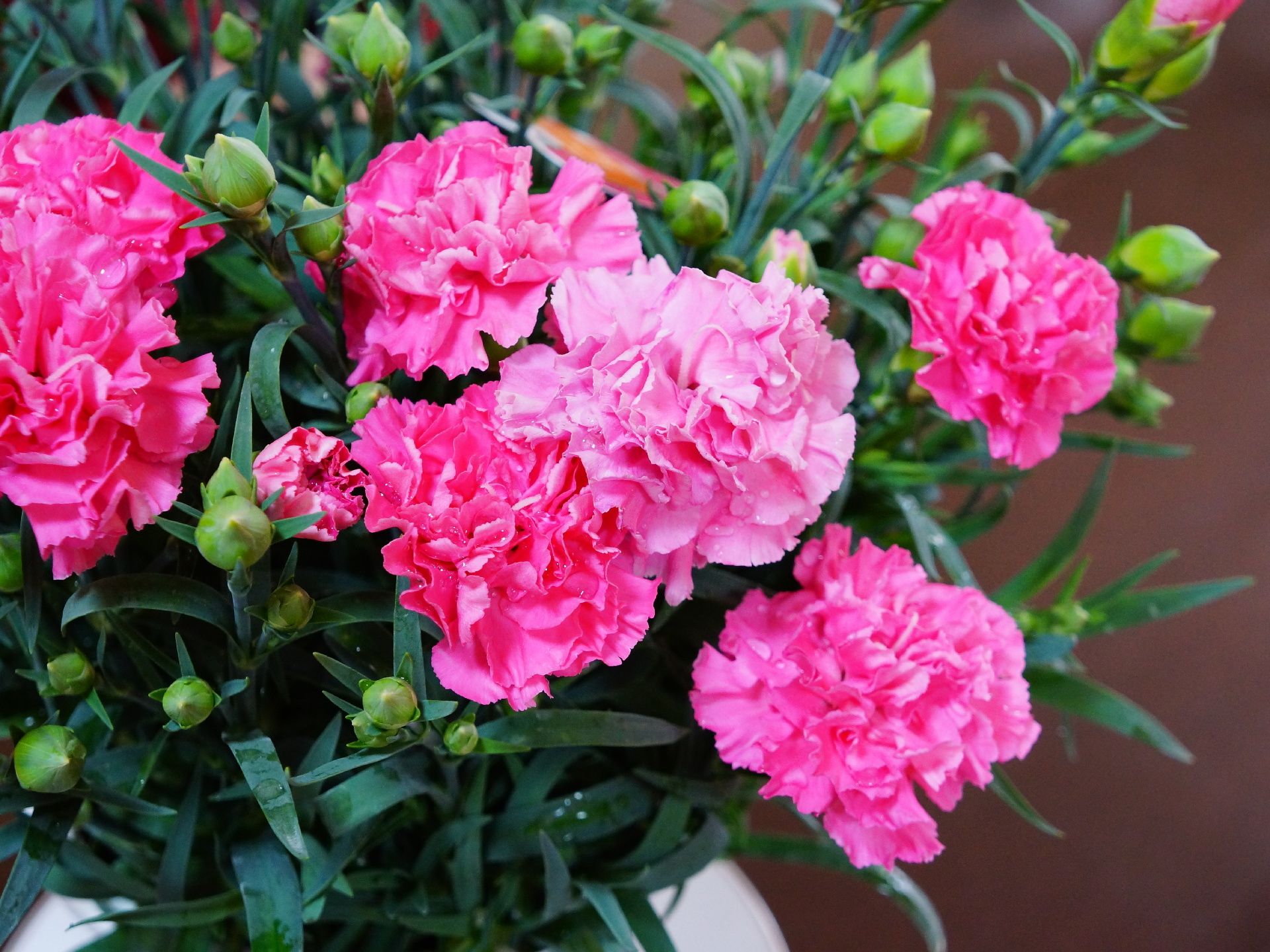 母の日に贈る花として有名なカーネーションが大輪の花を咲かせている。施設をカラフルに彩る植物のひとつに数えられる。