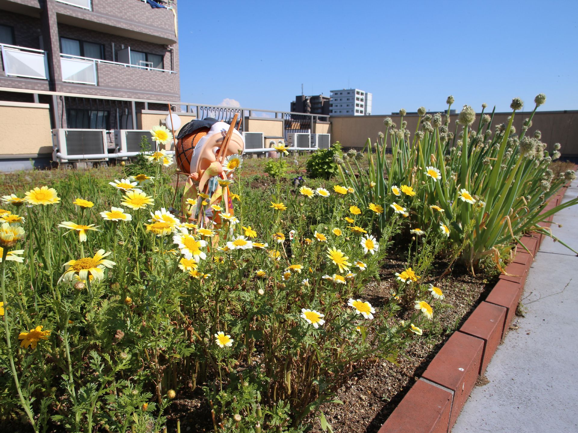 花壇にマーガレットと長ネギが植えてある。長ネギは葱の花が咲きそうになっている。ひょっとこのお面が置かれ、入居者の遊び心が分かる。