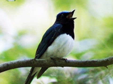 たくさんの葉が茂る枝に止まって鳴いている、白と黒の小鳥