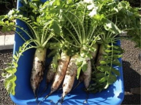 「ソルシアス佐倉」の農園。家庭菜園ができ、新鮮な食材を使用している。