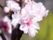 「桃の郷 竜王 2番館」の桜の花。施設周辺は自然に溢れているので、4月の時期は桜が満開する。