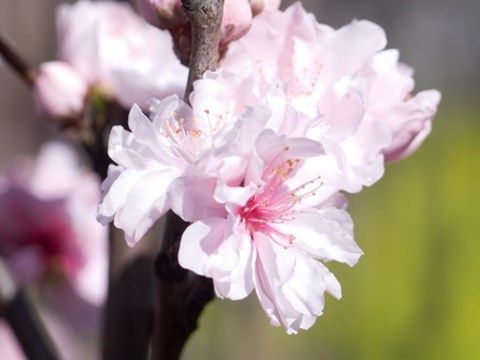 春の息吹を感じる花