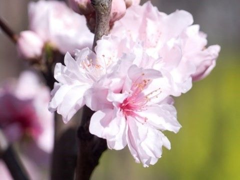 「桃の郷 竜王 別館2番館」の桜の花。環境にも恵まれ、四季折々の植物を鑑賞できる。