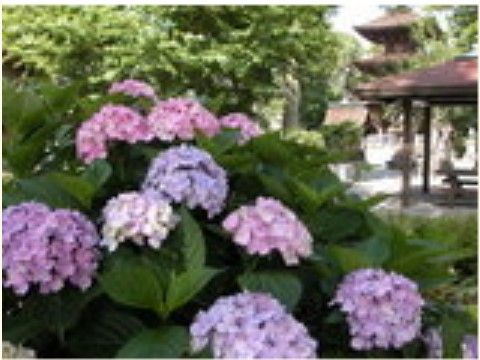 有料老人ホーム ライズの周辺環境。静かにお散歩をよりお楽しみいただける環境が近隣にございます。