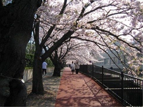 周辺環境。春にはスタッフと一緒にお花見に出かける外出イベントがございます。
