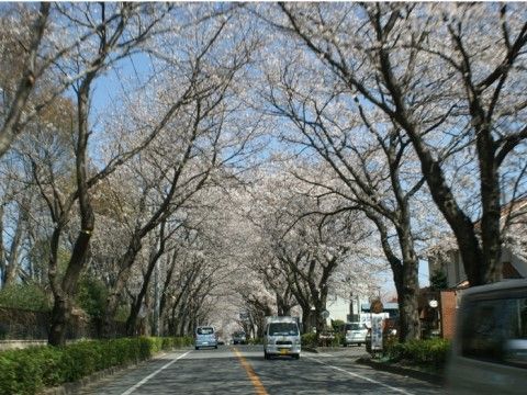 「親愛カトレア館」の桜通り。春には、桜道となり桜の木々が白色に染め上がる。