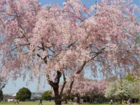 ニチイケアセンター堀崎のしだれ桜。春を満喫できる桜の木が周辺にございます。お花見をお楽しみいただけます。