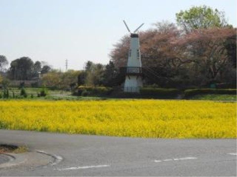 ニチイケアセンター堀崎の菜の花畑。気持ち安らぐ、素敵な場所となります。お散歩にてご堪能ください。