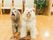 セラピー犬