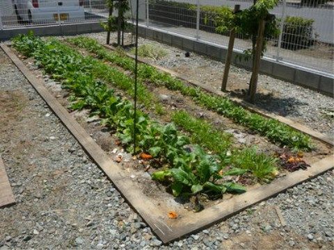 ニチイケアセンター長野南の菜園。自然と触れ合うレクリエーションがございます。土いじりを楽しんでいただけます。