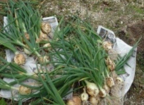 「ニチイケアセンター神戸西舞子」の菜園。野菜が育ちやすく、土の肥料が良い。
