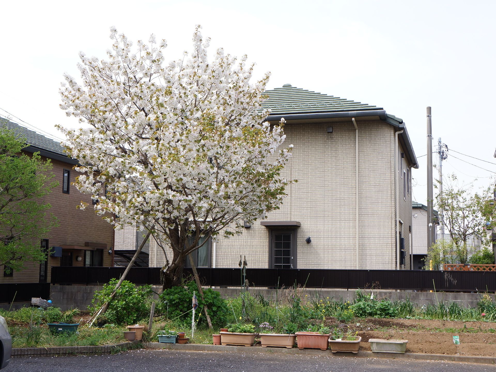 白色の花が咲いている、大きな桜の木がある。桜の横には畑があり、そこでは野菜などが植えられている。アスファルトの部分には車が停められている。