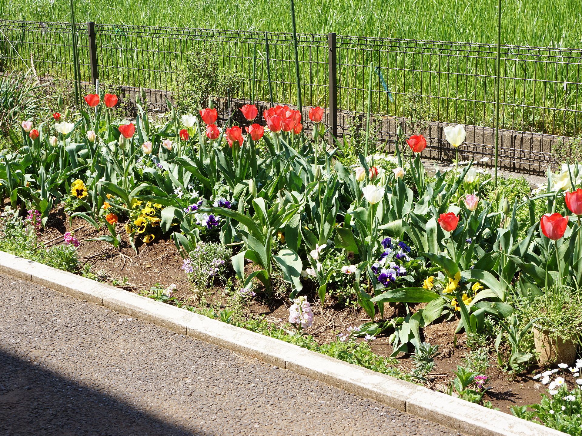 チューリップやパンジーなど、色々な色のお花がたくさん植えられている。日当たりが良く、花が咲きやすいスペースになっている。