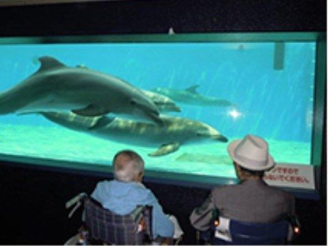 数頭の哺乳類の魚を水槽越しにご覧になるお２人の車椅子をご利用の方