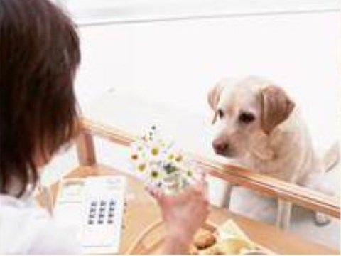 女性が左手に持つコップに入れられた花を見つめる１匹の犬