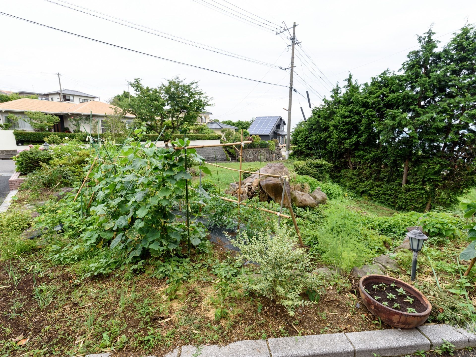 施設の敷地内にある畑には、きゅうりなどの野菜が栽培されており、入居者様が収穫して食することもできる。