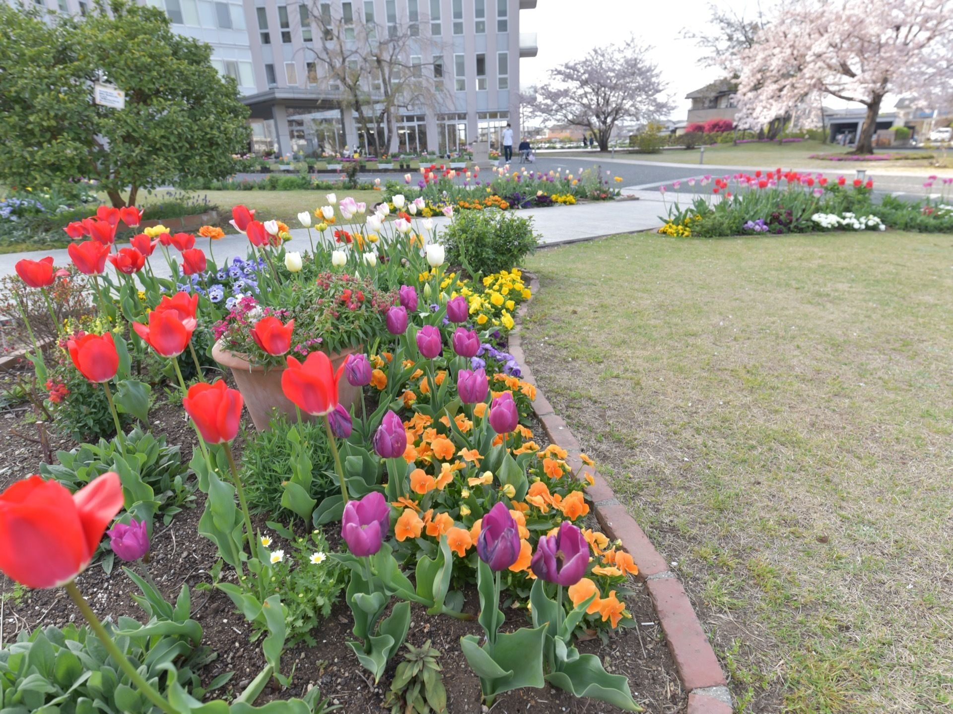 奥に建物の入り口が見え、その手前に花壇や芝生が整備されている。チューリップやビオラの花が植えられている。