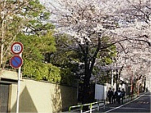 トラストガーデン用賀の杜の周辺環境。春には桜並木をお楽しみいただける桜通りがございます。