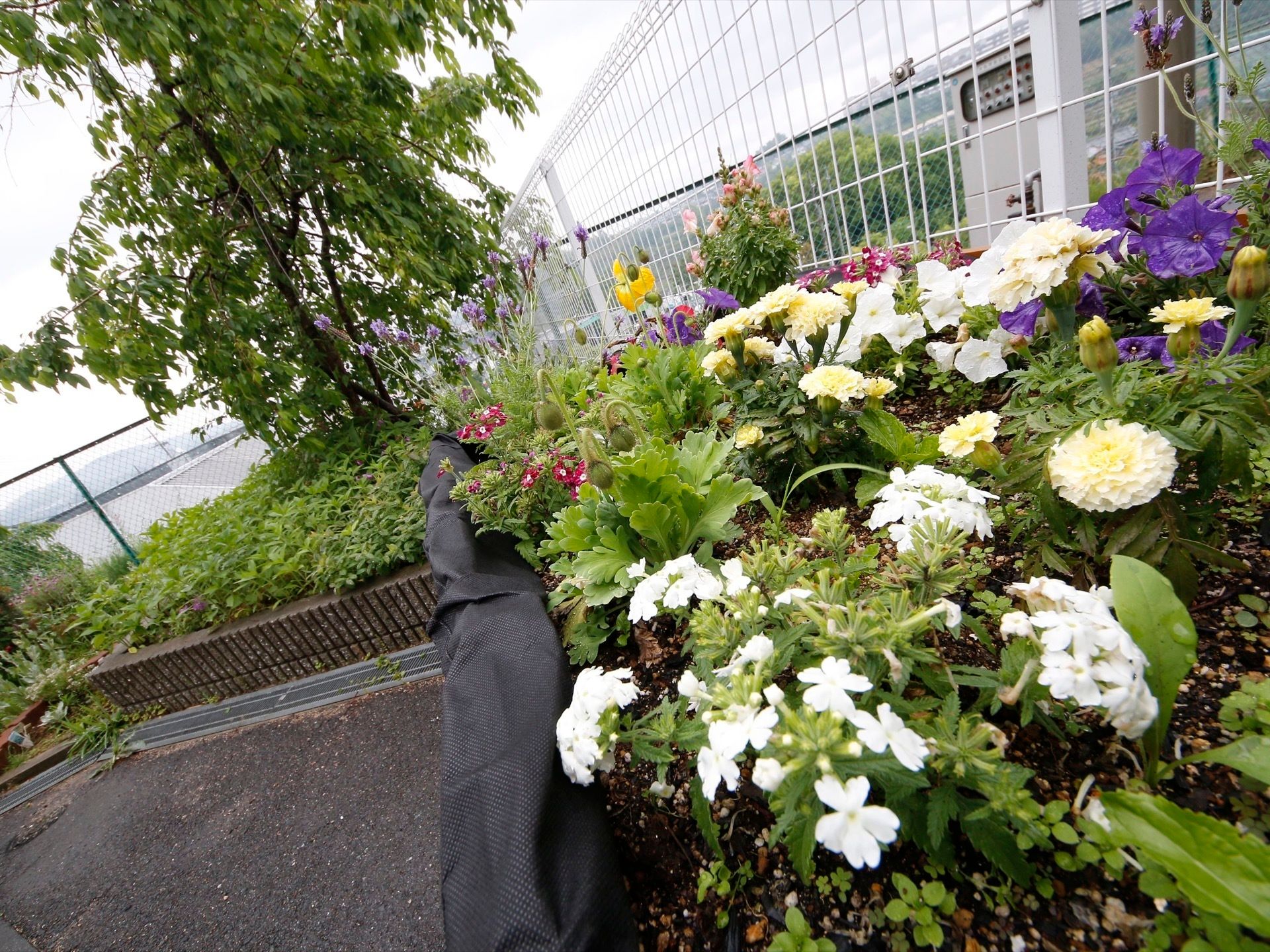 屋上には木々や草花をたくさん植えている。外の風を感じて景色を見ながら、自然に触れてリフレッシュすることができる。
