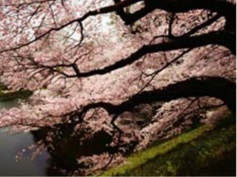 パルク・ド・フレールの周辺環境。毎年4月には外出イベントとしてお花見にお出かけするレクリエーションを催しております。