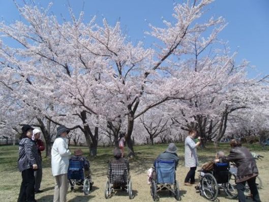 お花見