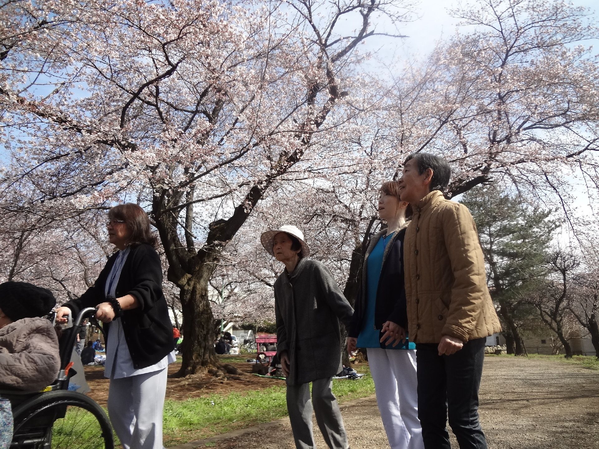 桜が満開になると、天気のよい温かい日には、スタッフが引率をして近くの公園へ花見に出かける。心身ともにリフレッシュできる。