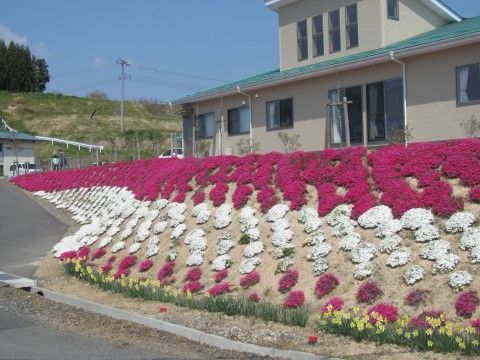 有料老人ホーム彩の里の花壇。色とりどりの明るい花壇は、いつもきれいにスタッフが整備しております。