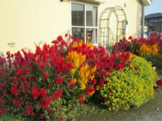 庭の近くにある植物