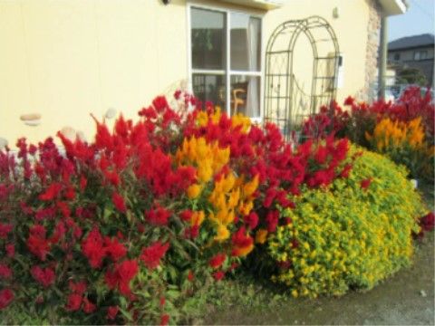 「ルミエール・ロゼ」庭にある植物