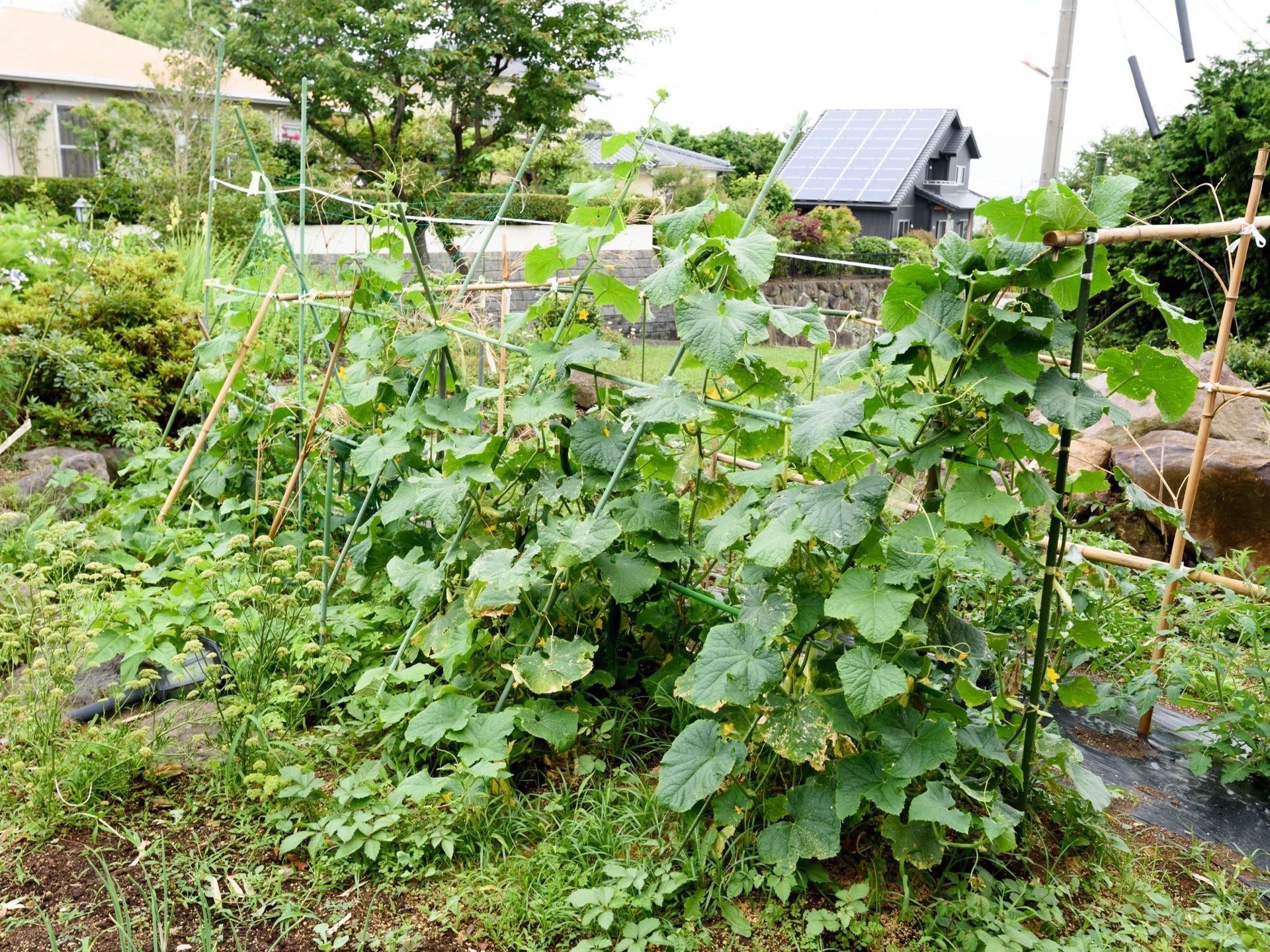 お庭には、菜園コーナーを設けている。季節の作物を豊富に栽培している。成長に応じて支柱を使用するなど、大切に育てている。