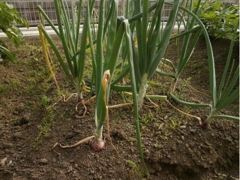 「ニチイケアセンター島田金谷」の中庭。家庭菜園が楽しめる野菜の収穫を入居者様に手伝ってもらっている。