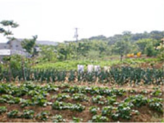 家庭菜園