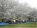満開の桜の中、芝生の上でテーブルを囲んで花見を楽しむ人たち