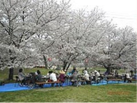 原っぱで満開の桜を見ながら、食事を楽しむ入居者様たち