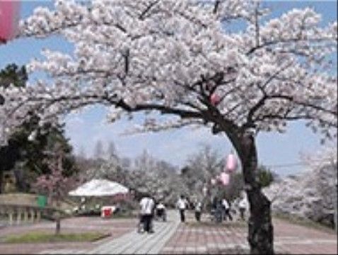 「ベテスダホーム白井城」のお花見。ピンク色に染められた木々が、春の訪れを感じさせる。