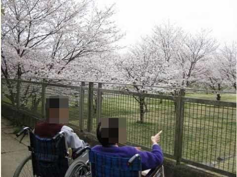 バルコニーからの桜景色