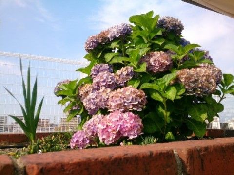 ケアポート箱崎の屋上庭園。日々の時間を有意義に過ごせる空間をご用意しております。入居者様同士おしゃべりをよりお楽しみいただけます。
