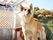 茶色の毛並みを持った犬が１匹写っており、どこか遠くを見つめている。奥には屋根付きのエリアがあり、小さな照明がある。