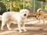 ２匹の犬が写っており、１匹は白い毛並み、もう１匹は茶色の毛並みをしている。奥には落ち葉が集められている。