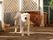 施設にはペットが飼われており、白い毛並みの犬が真正面を向いている形で写っていて、奥には犬小屋も見える。