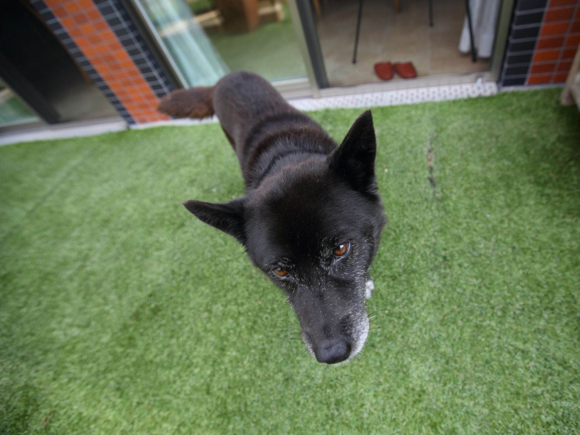 緑濃い芝生の上で一匹の犬が耳を立てて、こちらに向いている。黒毛の体に白毛の口元、茶色の瞳をしている。