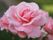 「はなぞの」のお花。花壇には多くの花々が咲き乱れ、入居者様を歓迎している。