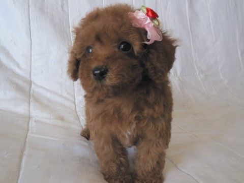 左耳に花のリボン飾りをつけている、茶色のかわいい小さな犬