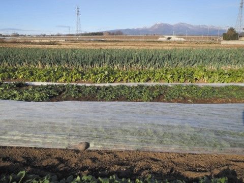 ネギなどの複数の野菜がたくさん植えられている、広い農地
