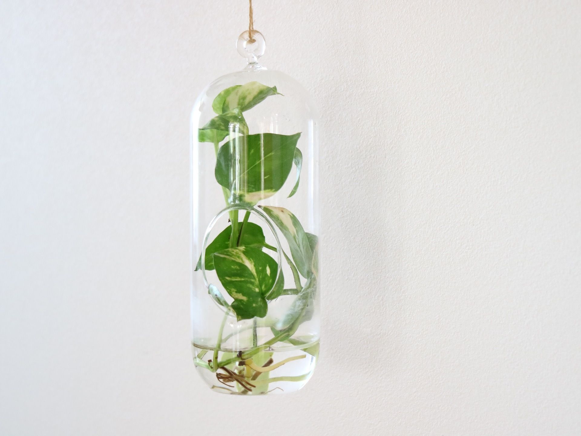 ガラスの吊り下げ式花器が、白い壁に掛けられている。水が入れられ、グリーン系の植物の蔓の葉が挿してある。