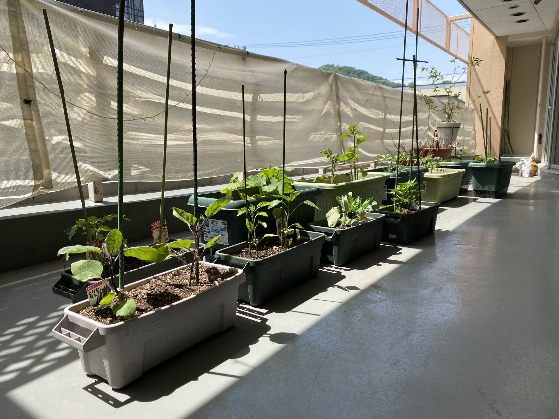 日差しの中の植物栽培スペース