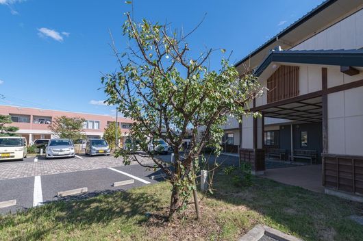 玄関前の梅の木