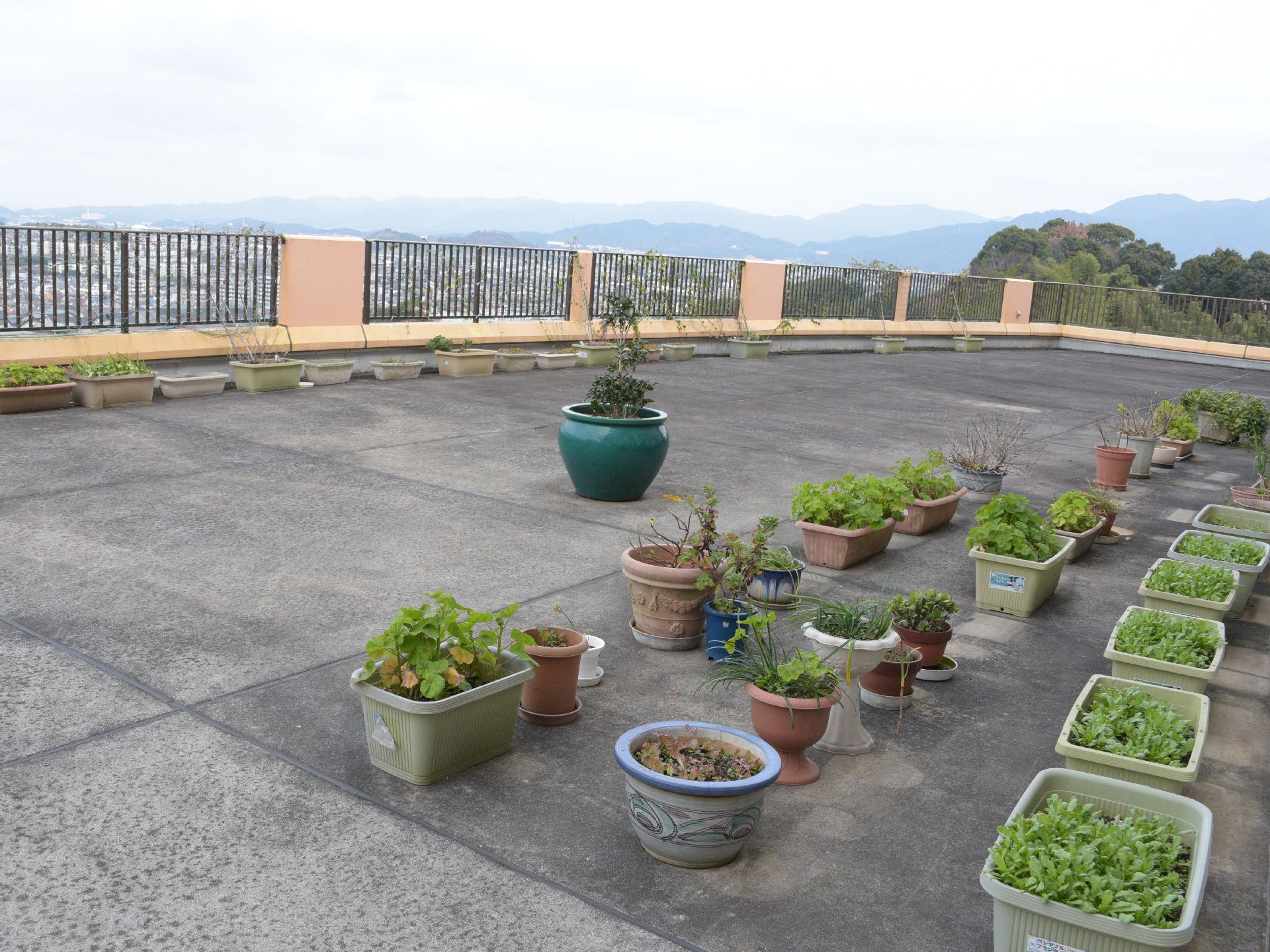屋上からは、周りの景色を眺めることができる。屋上には、プランターや鉢植えなどに、草花が植えられたものが置かれている。