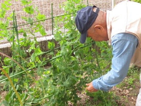 キャップをかぶった入居者様が、外に植えた野菜の育ち具合を見ている。土や緑にふれる機会を設けており、生きがいのある暮らしが送れる。