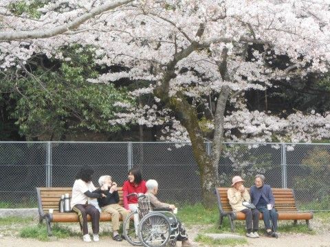桜が満開の木の下で、ベンチに座って談笑している入居者様とスタッフ